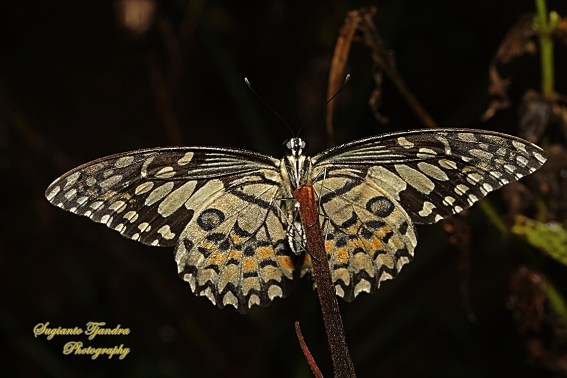 Common Lime butterfly, Papilio demoleus - lowerside  Geotagged,Indonesia,Lime Swallowtail,Papilio demoleus,Summer