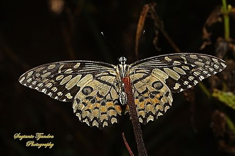 Common Lime butterfly, Papilio demoleus - lowerside  Geotagged,Indonesia,Lime Swallowtail,Papilio demoleus,Summer