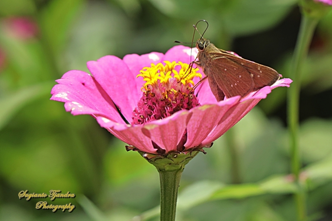 Skipper Butterfly, Small branded swift, Pelopidas agna  Dark branded swift,Geotagged,Indonesia,Pelopidas agna,Summer