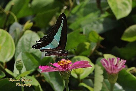 Common Bluebottle butterfly, Graphium sarpedon ssp luctatius  Common Bluebottle,Geotagged,Graphium sarpedon,Indonesia,Summer