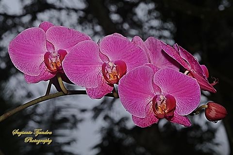 Moth Orchid flower, Phaleonopsis  Geotagged,Indonesia,Summer