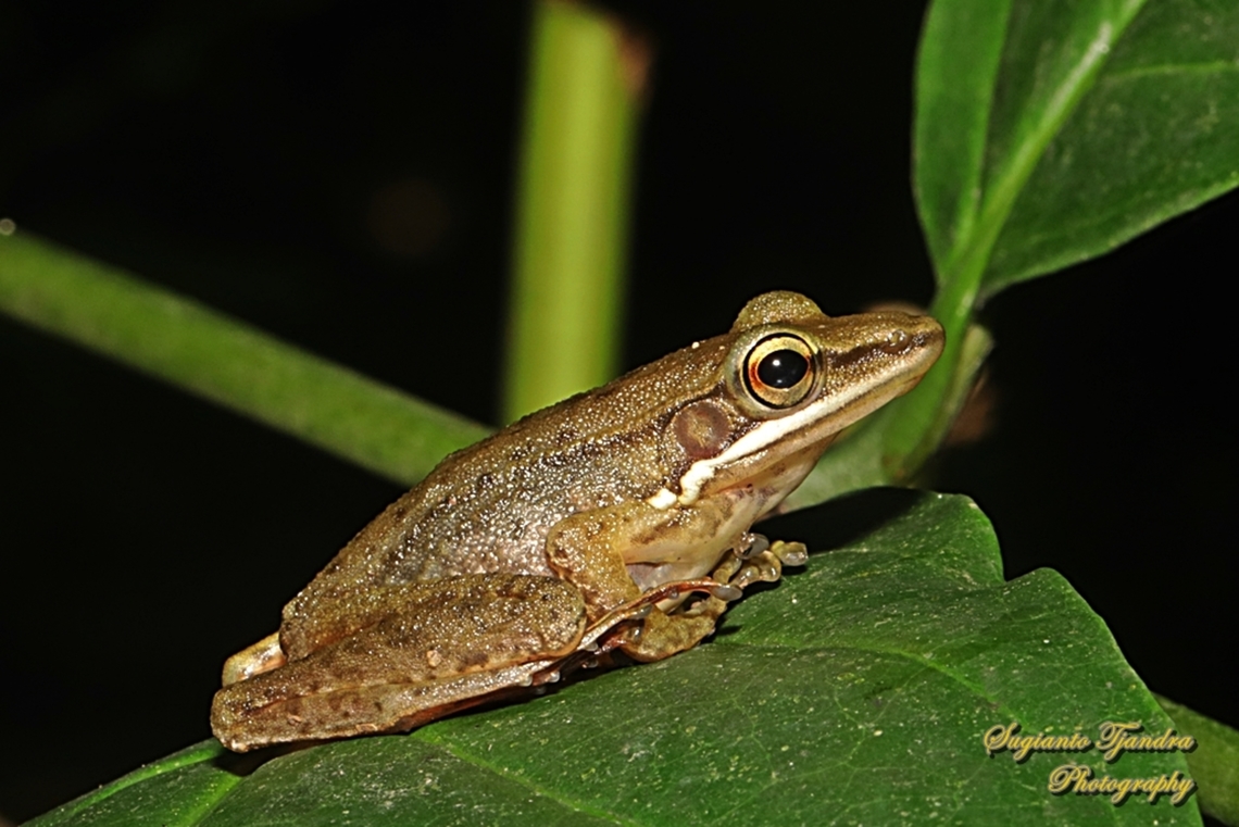 Java White-lipped Frog, Chalcorana chalconota  Chalcorana chalconota,Geotagged,Indonesia,Summer
