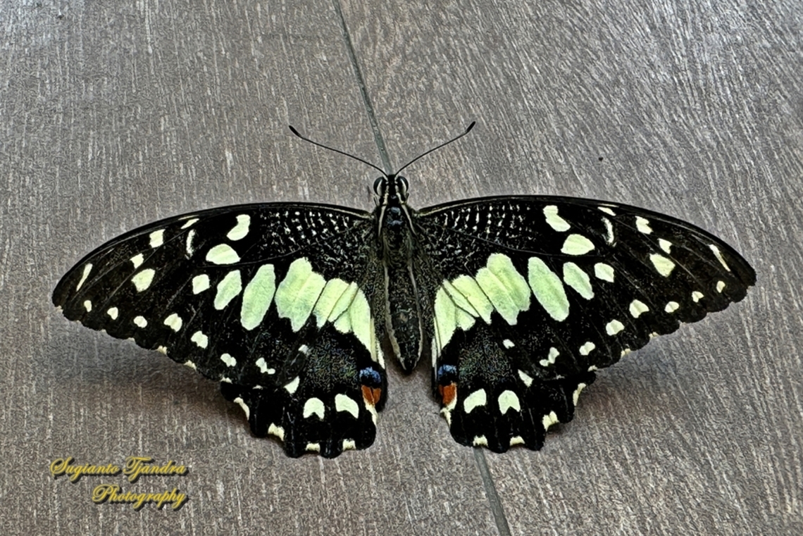 Common Lime butterfly, Papilio demoleus  Geotagged,Indonesia,Lime Swallowtail,Papilio demoleus,Summer