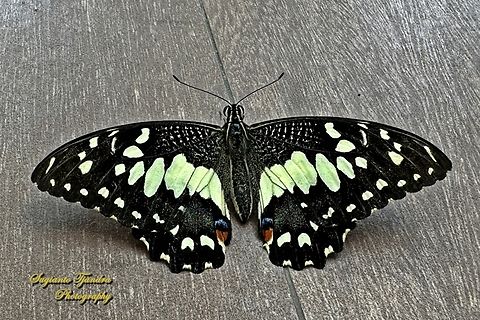 Common Lime butterfly, Papilio demoleus  Geotagged,Indonesia,Lime Swallowtail,Papilio demoleus,Summer