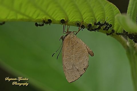 Round-band Brownie, Miletus gopara ssp gopara  Geotagged,Indonesia,Miletus gopara,Round-banded Brownie,Summer