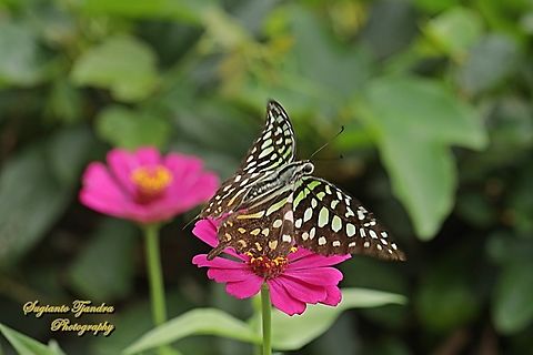 Tailed Jay Butterfly, Graphium agamemnon  Geotagged,Graphium agamemnon,Indonesia,Summer,Tailed Jay