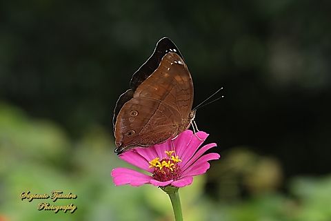 Autumn leaf butterfly, Doleschallia bisaltide  Autumn leaf,Doleschallia bisaltide,Geotagged,Indonesia,Summer