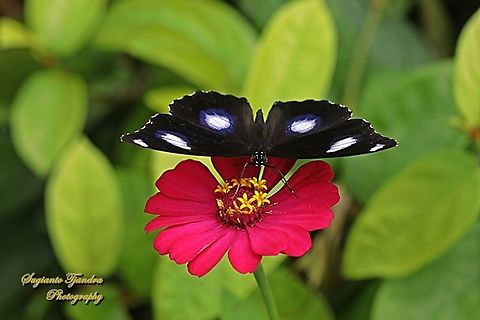 Great eggfly butterfly, Hypolimnas bolina ssp bolina - male (Upperside)  Geotagged,Hypolimnas bolina,Indonesia,Summer,Varied Eggfly