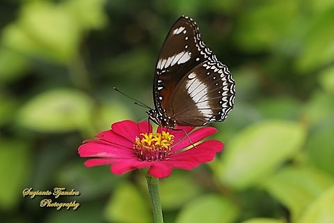 Great eggfly butterfly, Hypolimnas bolina ssp bolina - male (lowerside)  Geotagged,Hypolimnas bolina,Indonesia,Summer,Varied Eggfly