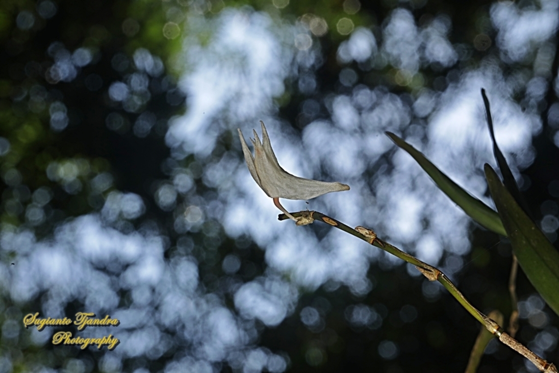 Anggrek Merpati (Pigeon Orchid), Dendrobium crumenatum  Dendrobium crumenatum,Dove Flower,Geotagged,Indonesia,Summer
