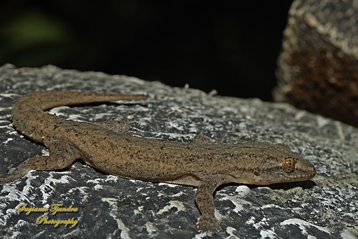 Cicak / Tender-skinned house gecko, Gehyra mutilata, family Gekkonidae  Four-clawed gecko,Gehyra mutilata,Geotagged,Indonesia,Summer