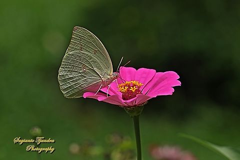 Lemon Emigrant butterfly, Catopsilia pomona pomona form-hilaria  Catopsilia pomona,Geotagged,Indonesia,Lemon Migrant,Summer