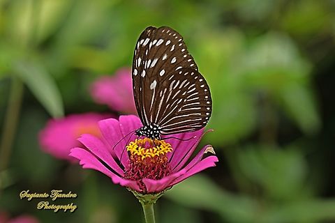 Striped Blue Crow Butterfly, Euploea mulciber - female  Euploea mulciber,Geotagged,Indonesia,Striped Blue Crow,Summer