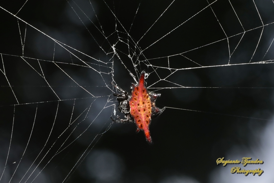 Parallel-spined Spiny Orbweaver Spider, Gasteracantha diardi  Gasteracantha diardi,Geotagged,Indonesia,Parallel-spined Spiny Orbweaver,Summer