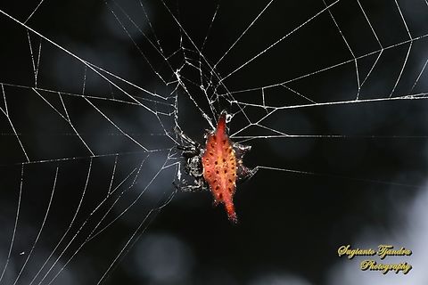 Parallel-spined Spiny Orbweaver Spider, Gasteracantha diardi  Gasteracantha diardi,Geotagged,Indonesia,Parallel-spined Spiny Orbweaver,Summer