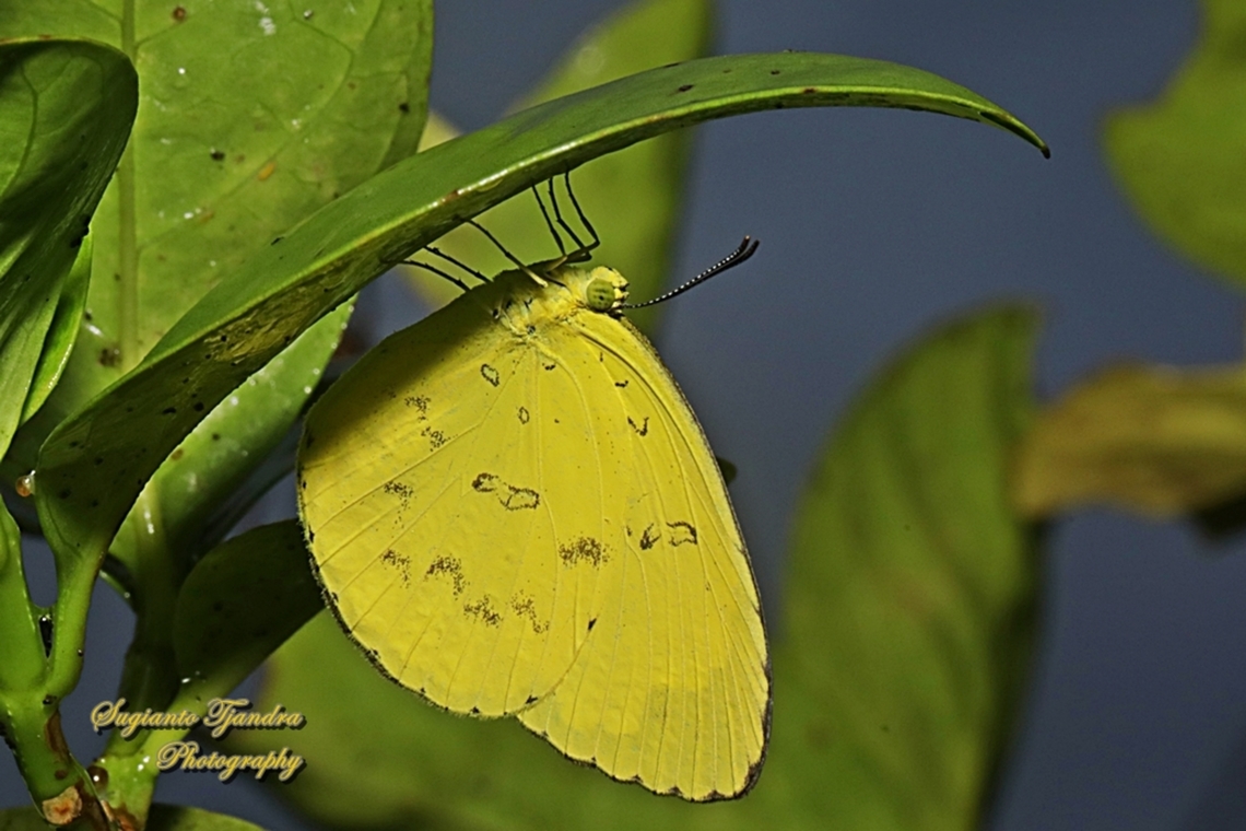 Three-spot grass yellow butterfly, Eurema blanda ssp blanda  Eurema blanda,Geotagged,Indonesia,Summer,Three-spot grass yellow