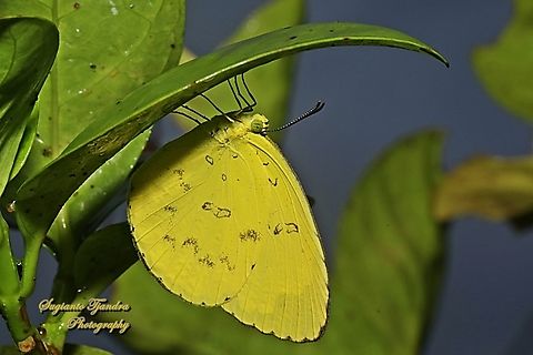 Three-spot grass yellow butterfly, Eurema blanda ssp blanda  Eurema blanda,Geotagged,Indonesia,Summer,Three-spot grass yellow