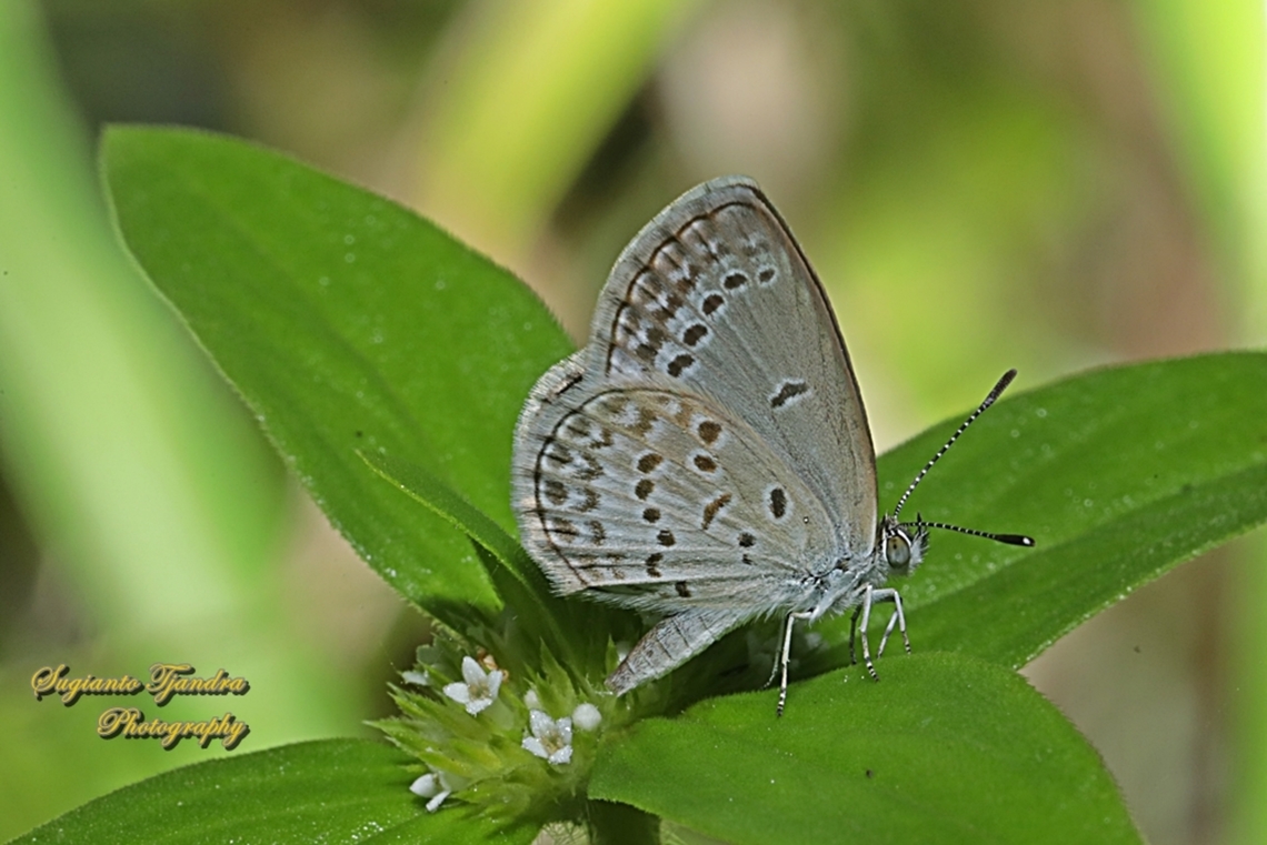 Lesser Grass Blue Butterfly, Zizina otis annetta  Geotagged,Indonesia,Lesser grass blue,Summer,Zizina otis