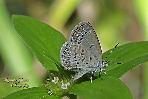Lesser Grass Blue Butterfly, Zizina otis annetta  Geotagged,Indonesia,Lesser grass blue,Summer,Zizina otis