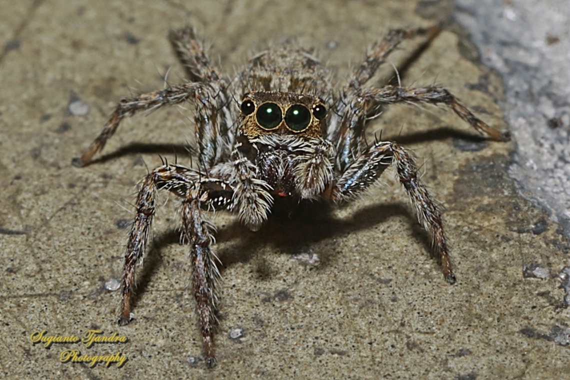 Jumping Spider, The Common Housefly Catcher, Plexippus petersi, family Salticidae - female  Common Housefly Catcher,Geotagged,Indonesia,Plexippus petersi,Summer
