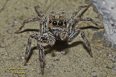 Jumping Spider, The Common Housefly Catcher, Plexippus petersi, family Salticidae - female  Common Housefly Catcher,Geotagged,Indonesia,Plexippus petersi,Summer