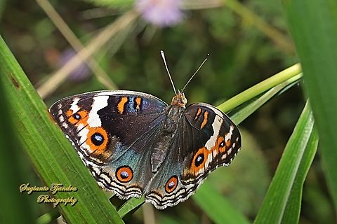 Blue Pansy Butterfly Junonia orithya  Blue Argus,Geotagged,Indonesia,Junonia orithya,Summer