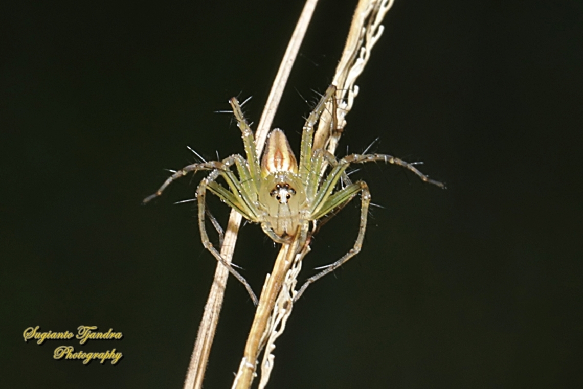 Grass Lynx spider, Oxyopes Sp. , family Oxyopidae  Geotagged,Indonesia,Summer
