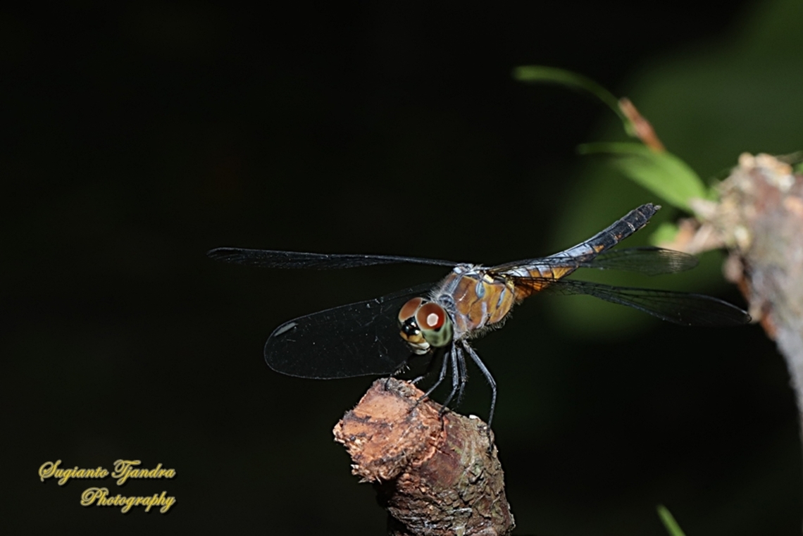 Yellow-pathed lieutenant Dragonfly, Brachydiplax chalybea, family Libellulidae  Brachydiplax chalybea,Geotagged,Indonesia,Summer,Yellow-patched lieutenant