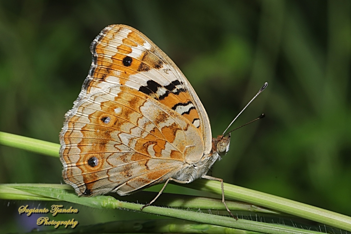 Blue Pansy Butterfly Junonia orithya - Lowerside  Blue Argus,Geotagged,Indonesia,Junonia orithya,Summer