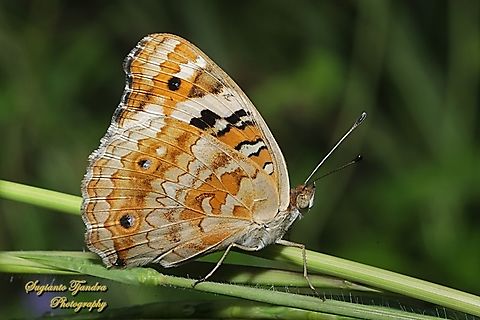 Blue Pansy Butterfly Junonia orithya - Lowerside  Blue Argus,Geotagged,Indonesia,Junonia orithya,Summer