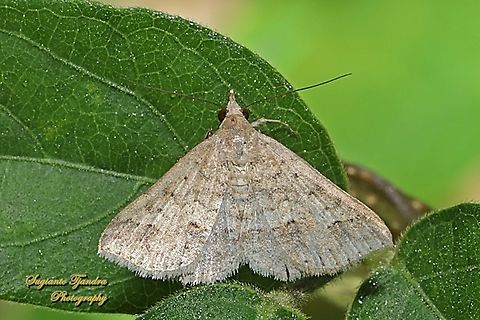 Litter Moth, Genus Gesonia  Geotagged,Indonesia,Summer