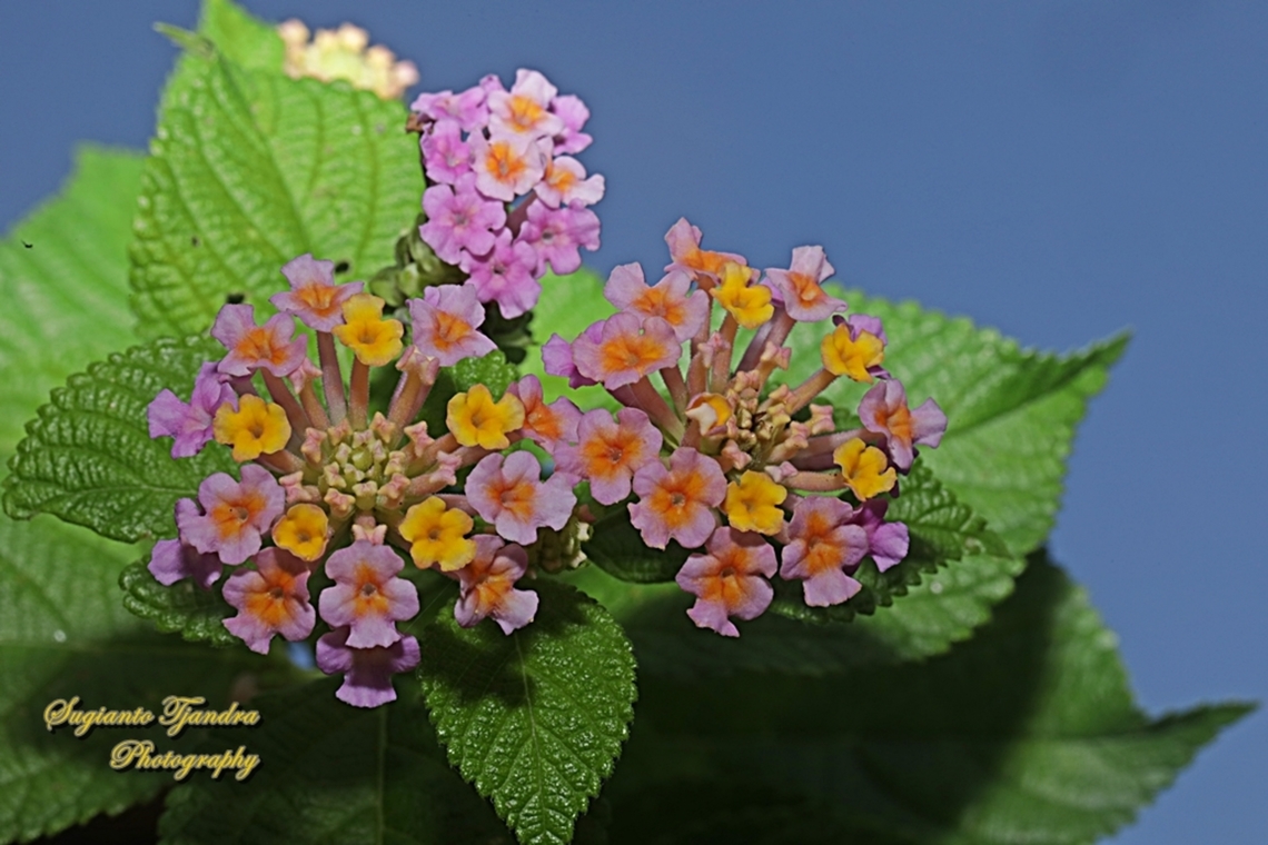 West Indian Lantana, Lantana camara, family Verbenaceae  Common Lantana,Geotagged,Indonesia,Lantana camara,Summer
