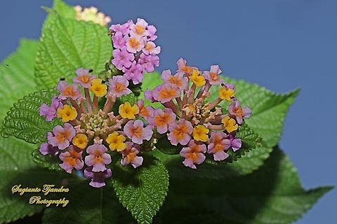 West Indian Lantana, Lantana camara, family Verbenaceae  Common Lantana,Geotagged,Indonesia,Lantana camara,Summer