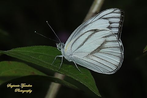 Striped Albatross Butterfly, Appias olferna ssp olferna  Appias olferna,Eastern striped albatross,Geotagged,Indonesia,Summer