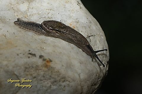 Land Slug  Geotagged,Indonesia,Summer