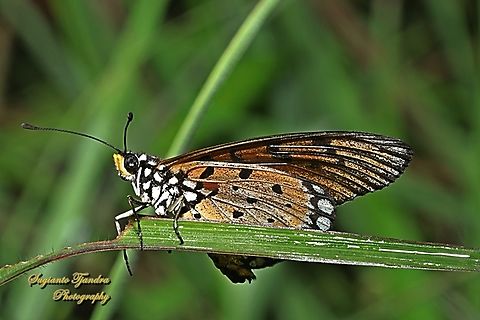Tawny Coster butterfly, Acraea tepsicore  Acraea terpsicore,Geotagged,Indonesia,Summer,Tawny coster