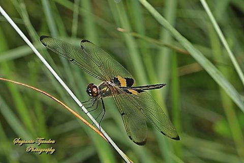 The yellow-striped flutterer dragonfly, Rhyothemis phyllis  Geotagged,Indonesia,Rhyothemis phyllis,Summer,Yellow-striped Flutterer