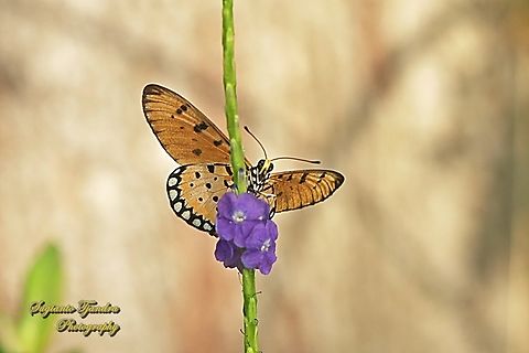 Tawny Coster butterfly, Acraea tepsicore  Acraea terpsicore,Geotagged,Indonesia,Summer,Tawny coster