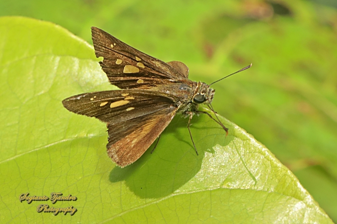 Skipper Butterfly, Contiguous Swift, Polytremis lubricans  Contiguous swift,Geotagged,Indonesia,Polytremis lubricans,Summer