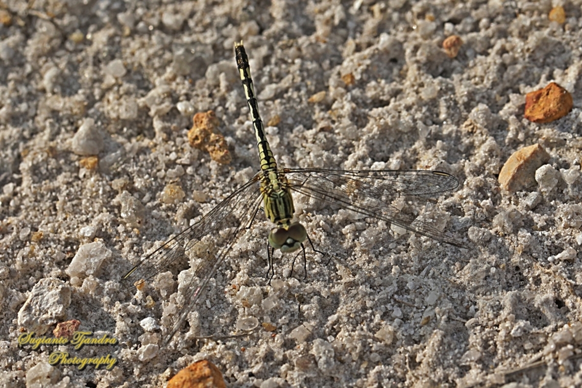 Chalky Percher, trivial diplacodeship  Chalky Percher,Diplacodes trivialis,Geotagged,Indonesia,Summer