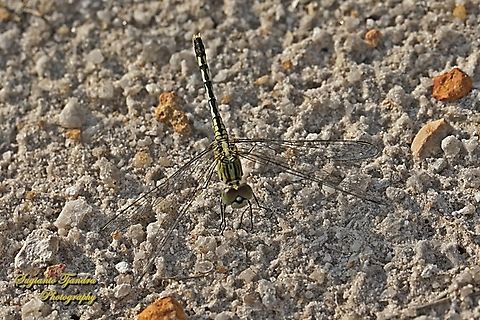 Chalky Percher, trivial diplacodeship  Chalky Percher,Diplacodes trivialis,Geotagged,Indonesia,Summer