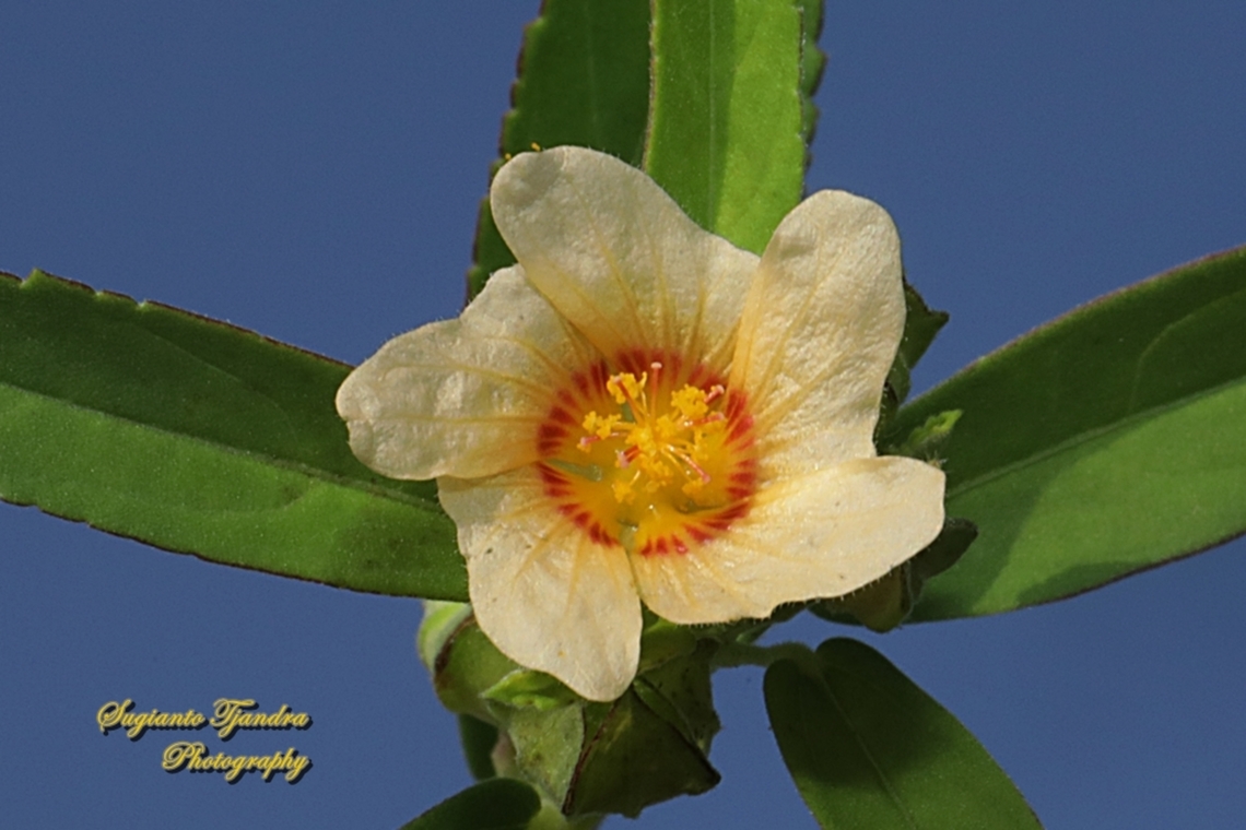 Spinyhead Sida flower, Sida acuta (?)  Geotagged,Indonesia,Summer