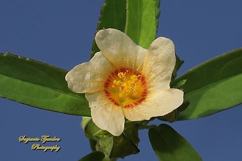 Spinyhead Sida flower, Sida acuta (?)  Geotagged,Indonesia,Summer