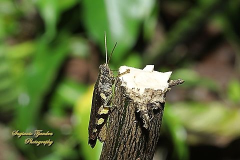 Rufous-legged Grasshopper, Xenocatantops humilis, family Acrididae  Geotagged,Indonesia,Summer,Xenocatantops humile,Xenocatantops humilis