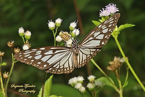 Grey glassy tiger butterfly, Ideopsis juventa ssp pseudosimilis  Geotagged,Ideopsis juventa,Indonesia,Summer,Wood nymph