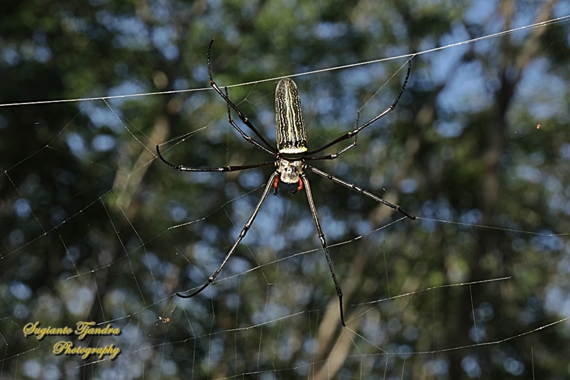 Giant Golden Orbweaver Spider, Nephila Pilipes  Geotagged,Giant Golden Orbweaver,Indonesia,Nephila pilipes,Summer