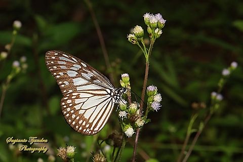 Grey glassy tiger butterfly, Ideopsis juventa ssp pseudosimilis - Lowerside  Geotagged,Ideopsis juventa,Indonesia,Summer,Wood nymph