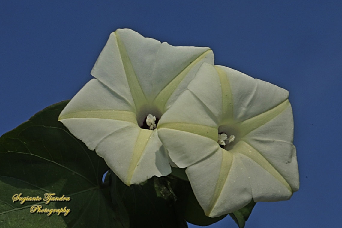 Obscure morning glory flower, Ipomoea obscura  Geotagged,Indonesia,Ipomoea obscura,Obscure Morning Glory,Summer