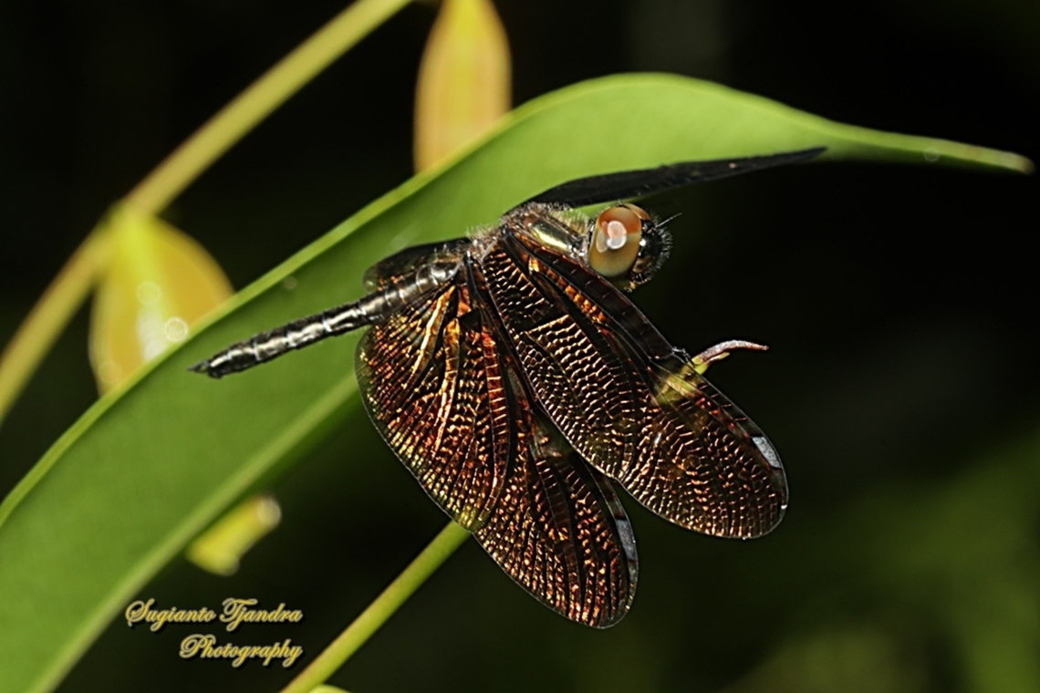 Bronze flutterer dragonfly, Rhyothemis obsolescens  Bronze Flutterer,Geotagged,Indonesia,Rhyothemis obsolescens,Summer