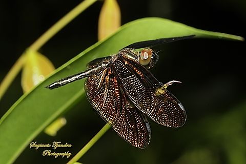 Bronze flutterer dragonfly, Rhyothemis obsolescens  Bronze Flutterer,Geotagged,Indonesia,Rhyothemis obsolescens,Summer